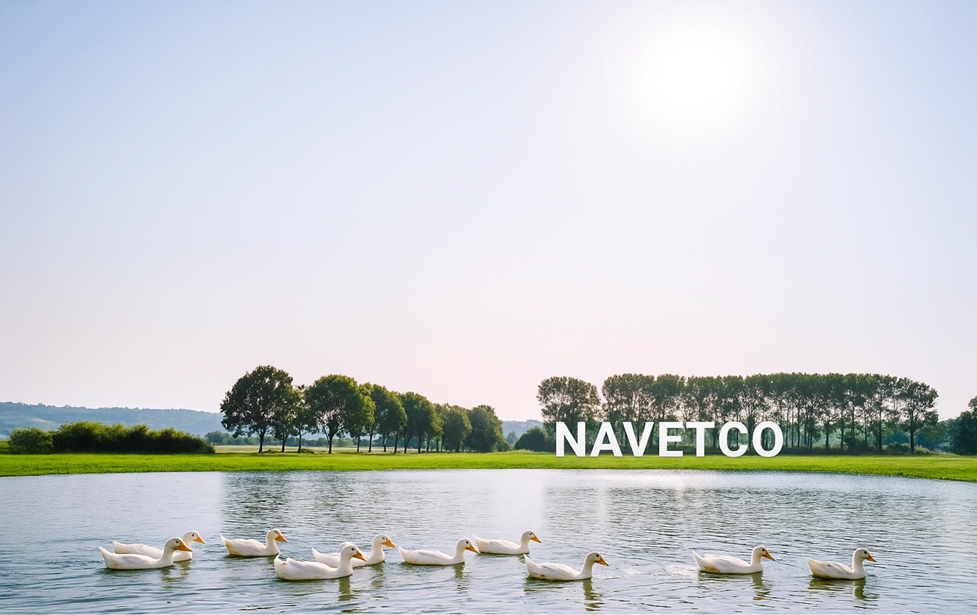 Ảnh cánh đồng nuôi bò có logo Navetco