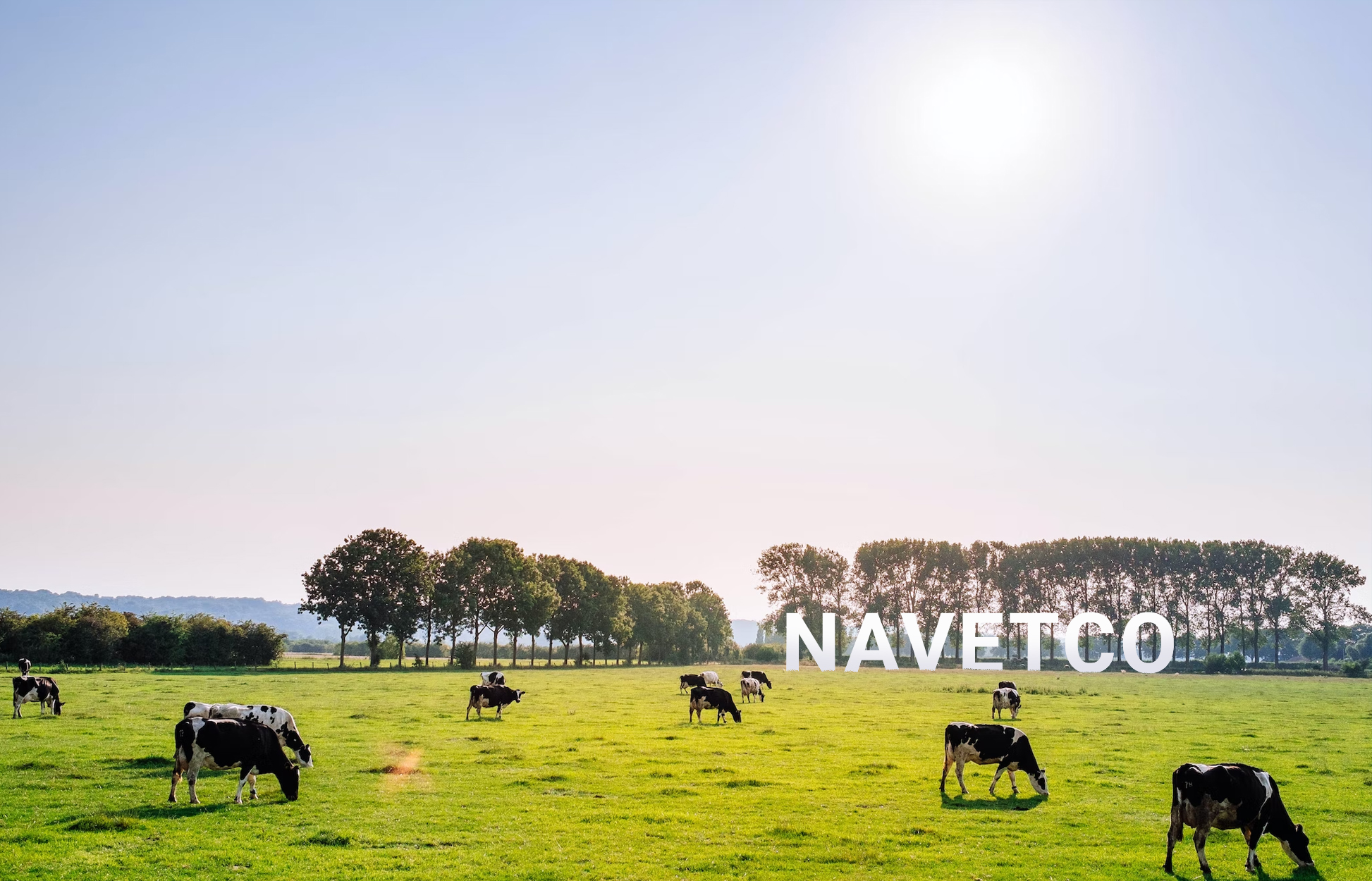 Ảnh cánh đồng nuôi bò có logo Navetco