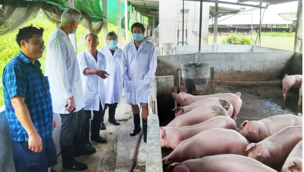 Các chuyên gia ARS thăm trại heo tiêm vacxin tại Củ Chi, TP. HCM.