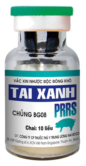 LỊCH TIÊM VẮC XIN TAI XANH CHO LỢN ĐÚNG ĐỊNH KỲ GIÚP PHÒNG BỆNH HIỆU QUẢ